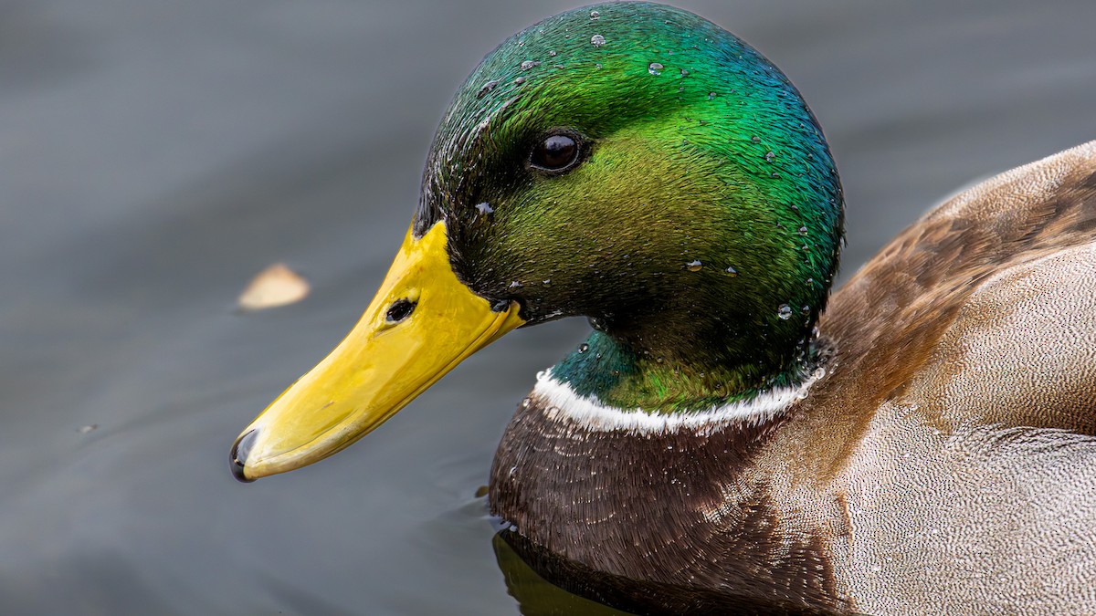 Mallard - ML645375640