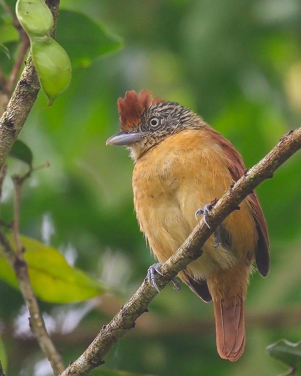 Batará Barrado - ML645375670