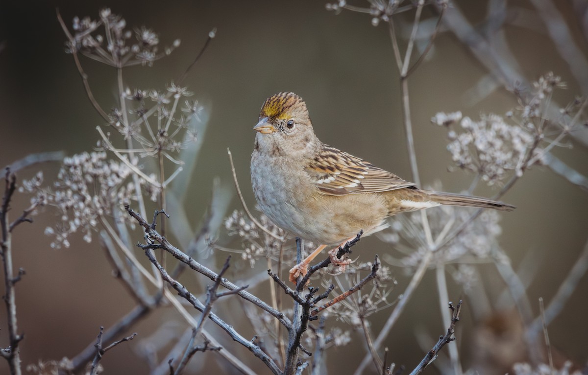 Golden-crowned Sparrow - ML645375684