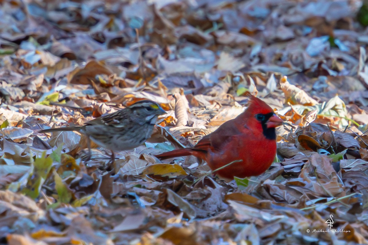 Northern Cardinal - ML645375687