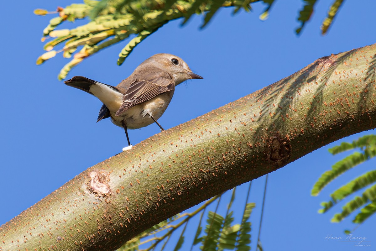 Taiga Flycatcher - ML645375691