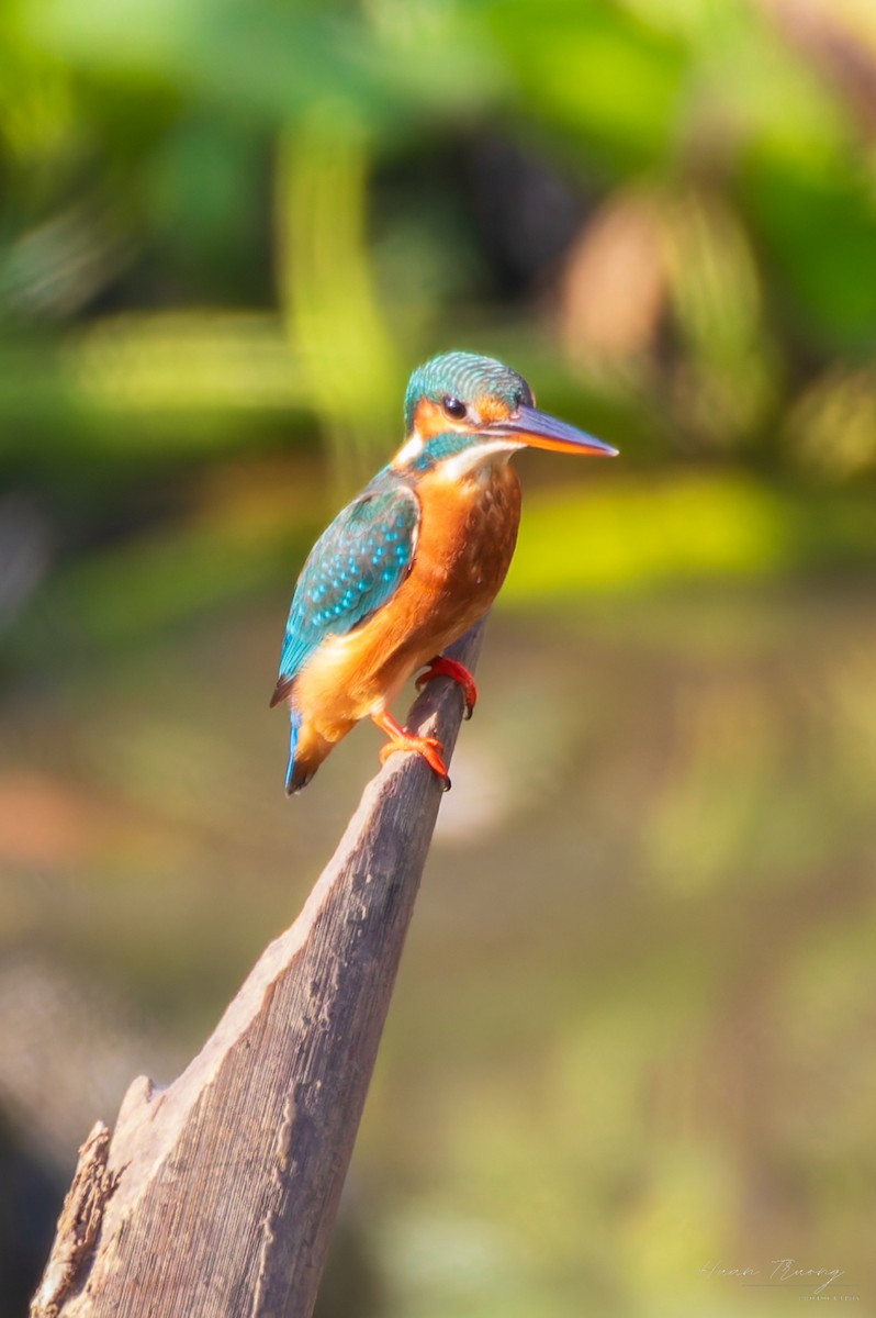 Common Kingfisher - ML645375693