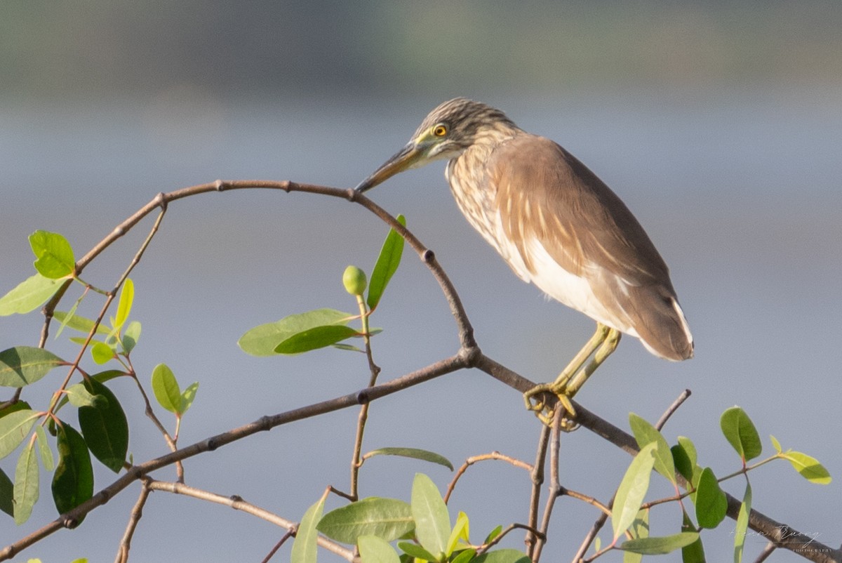 Chinese Pond-Heron - ML645375696