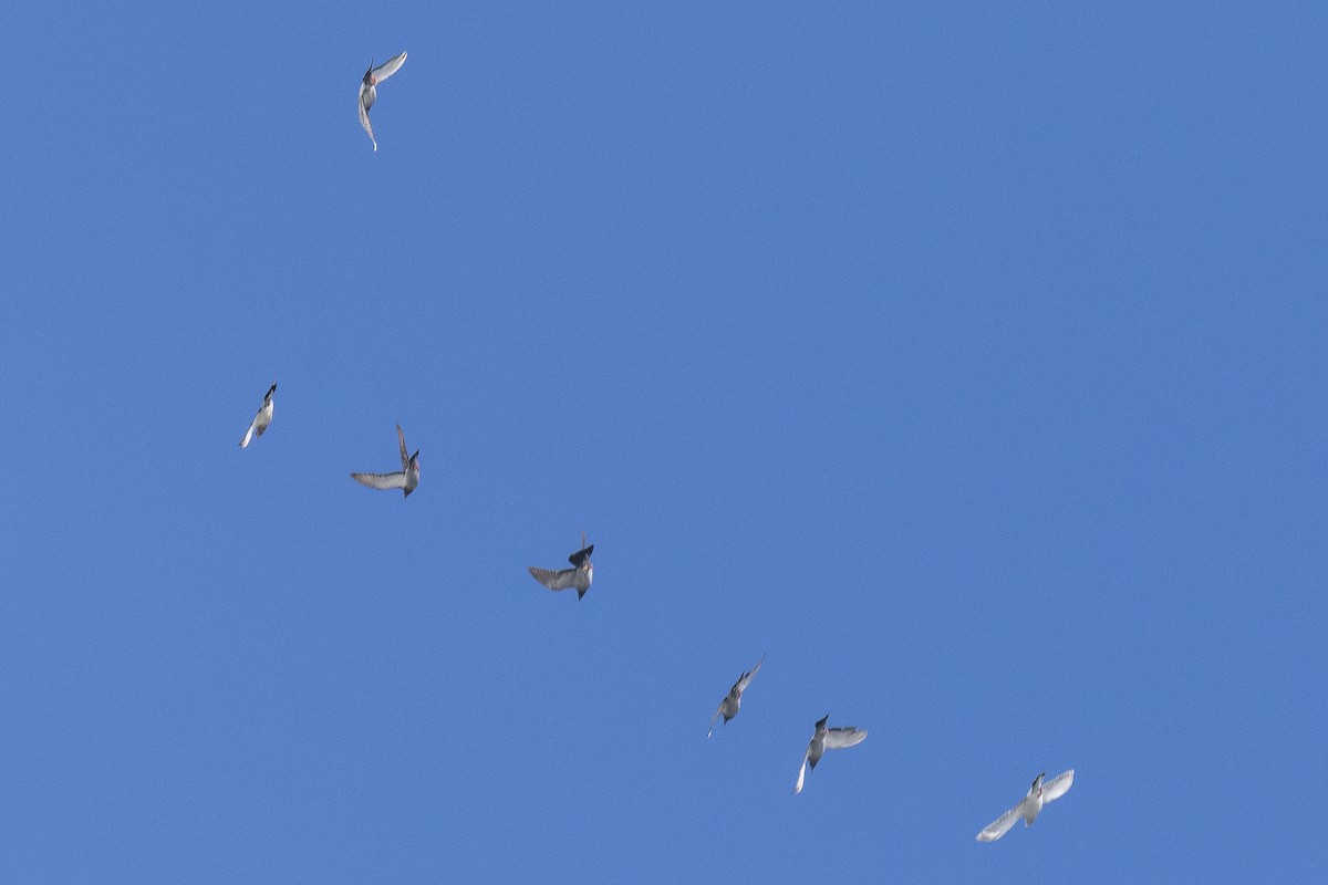 tern sp. - ML645375697