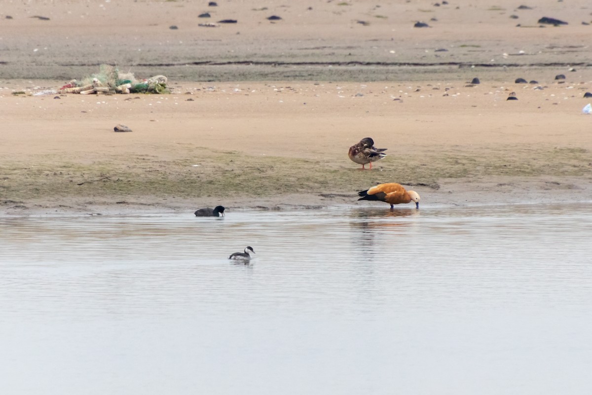 Horned Grebe - ML645375709