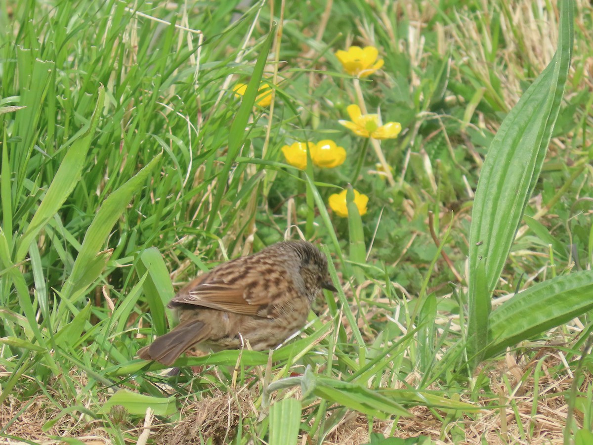 Accenteur mouchet - ML645375715