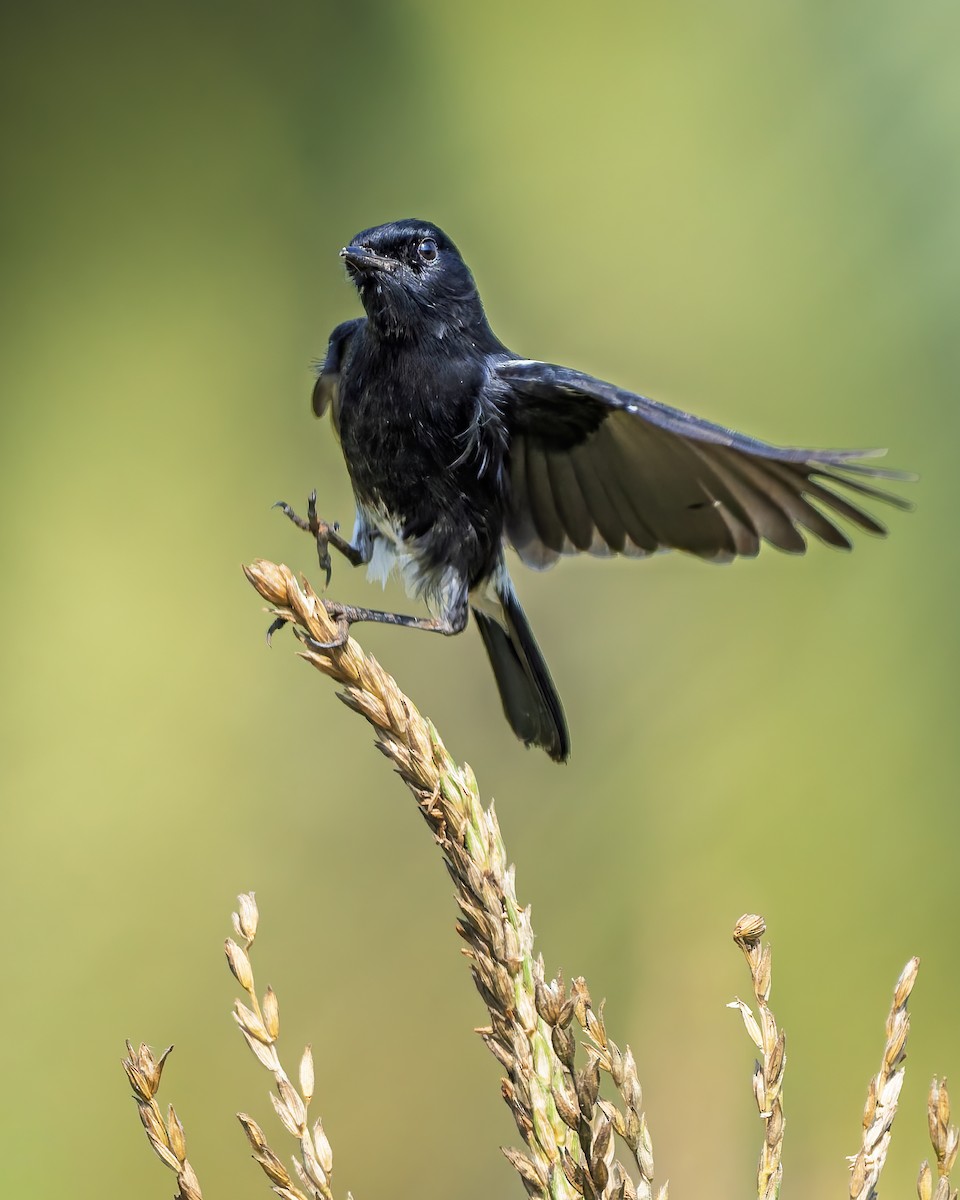 Tarier pie - ML645375720