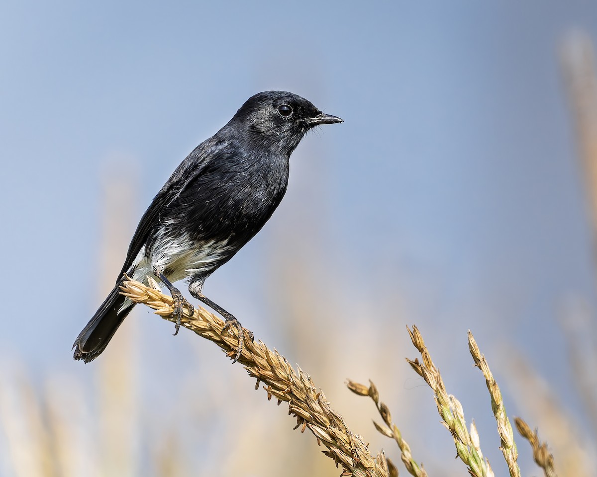 Tarier pie - ML645375722