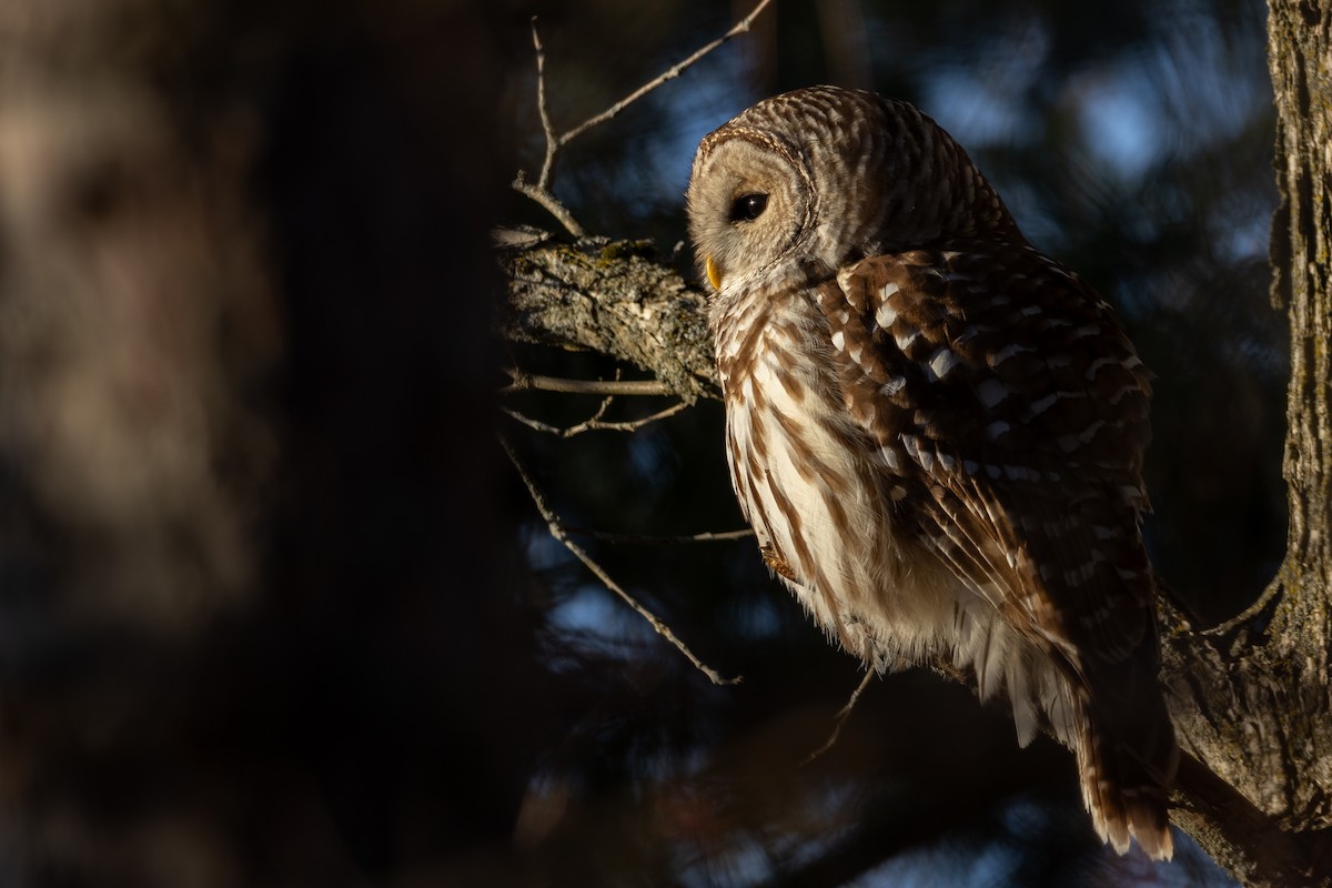 Barred Owl - ML645375727