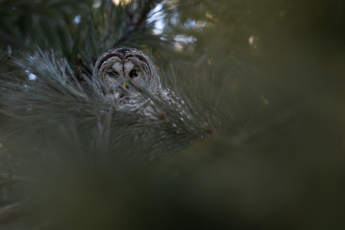 アメリカフクロウ - ML645375728