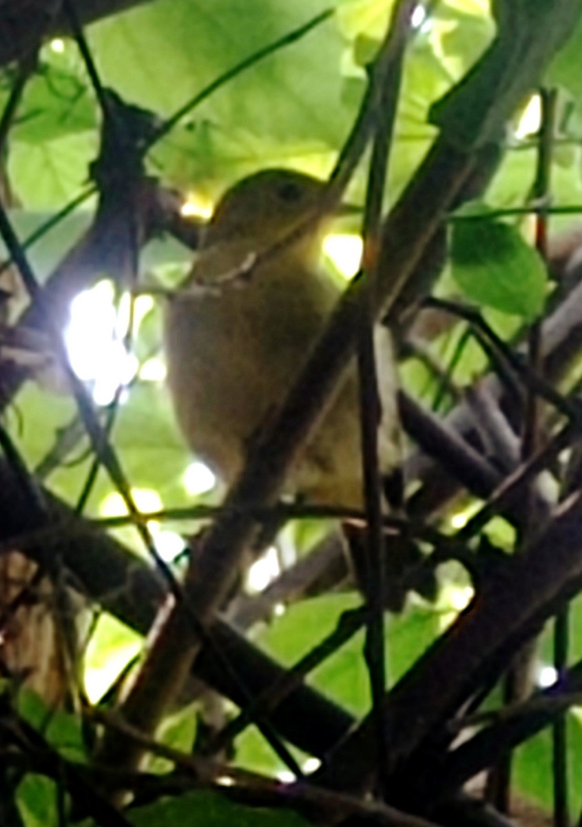 lesňáček žlutý - ML645375729