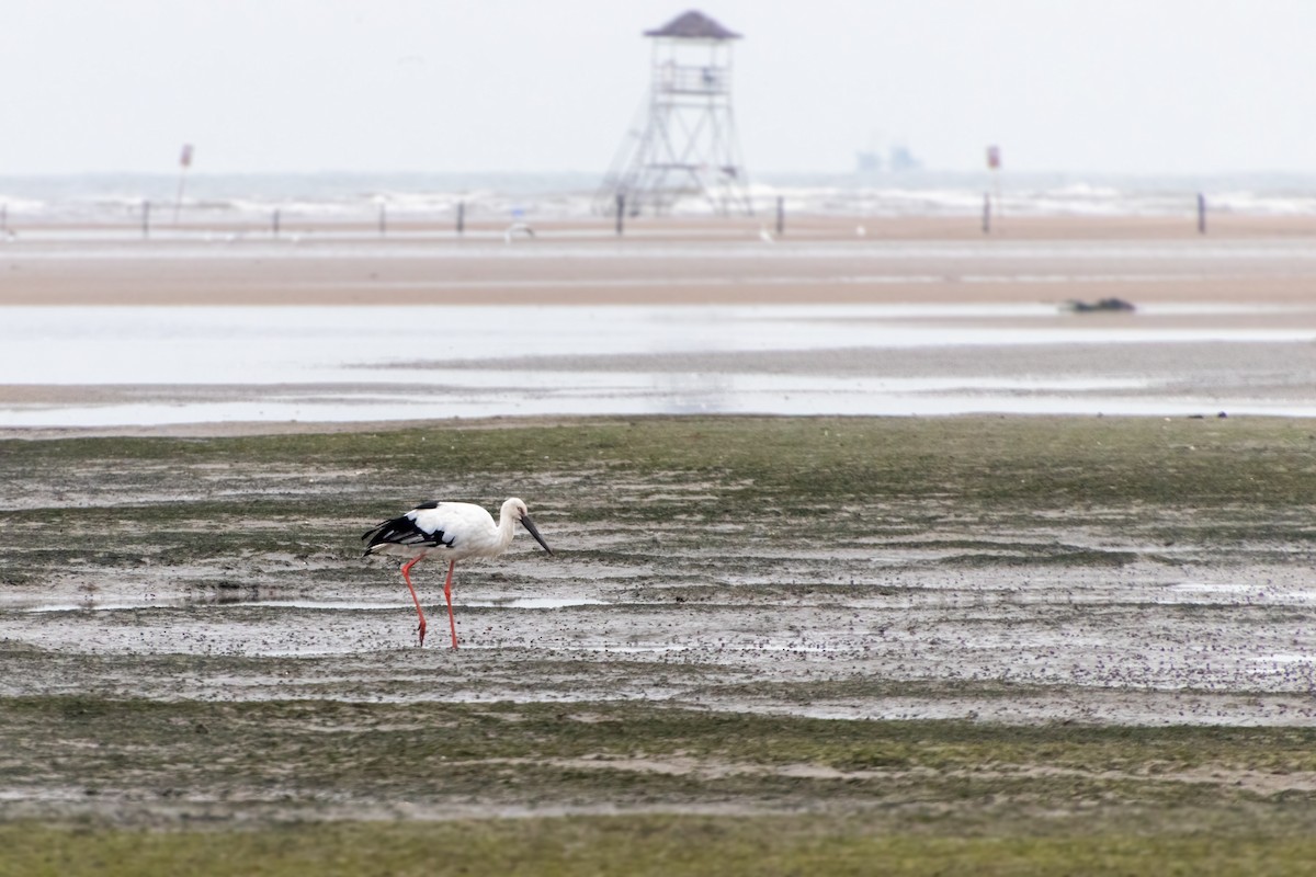 東方白鸛 - ML645375731