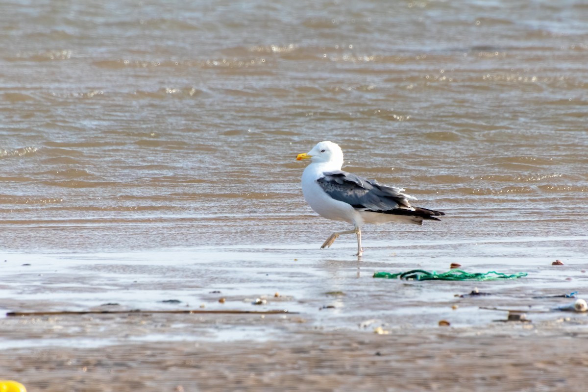 Goéland brun (heuglini) - ML645375738