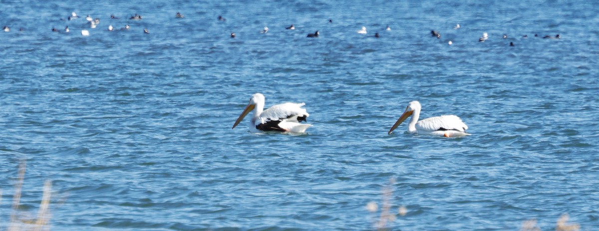 Pélican d'Amérique - ML645375740