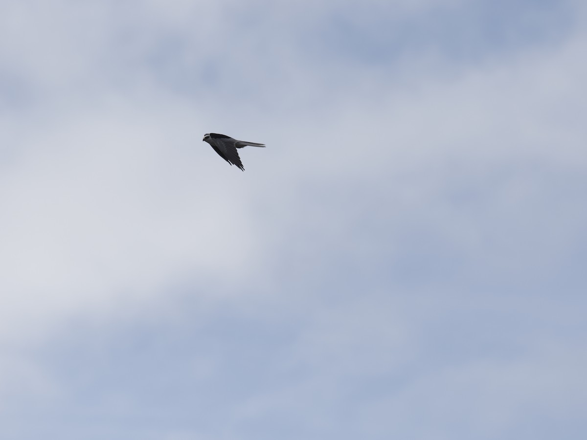 Élanion à queue blanche - ML645375742