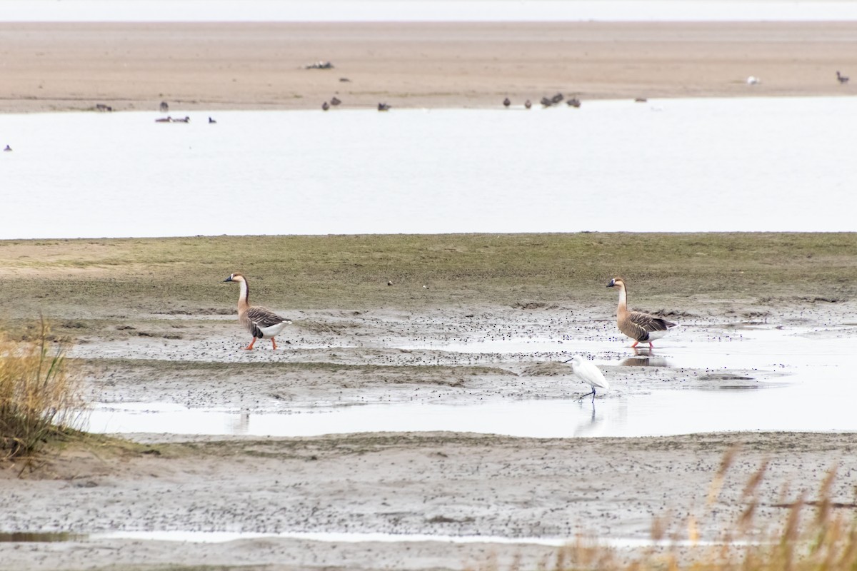 Oie cygnoïde - ML645375743