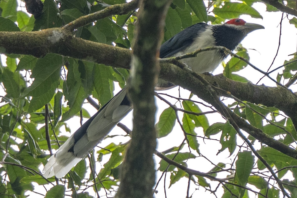 Malcoha à face rouge - ML645375744