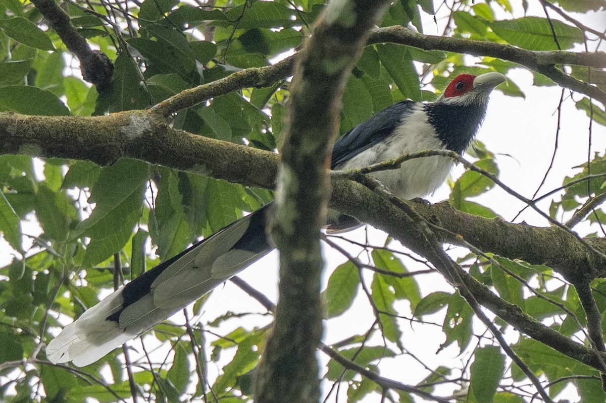 Malcoha à face rouge - ML645375745