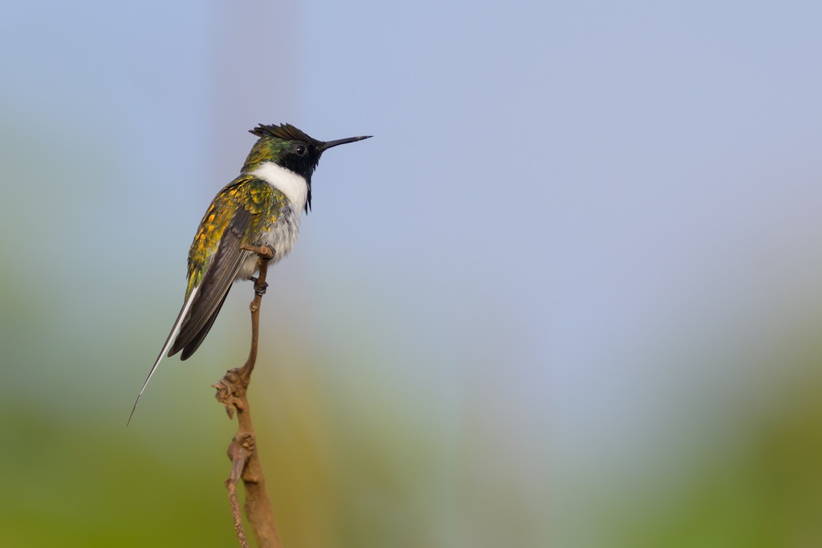 Colibri aux huppes d'or - ML645375746