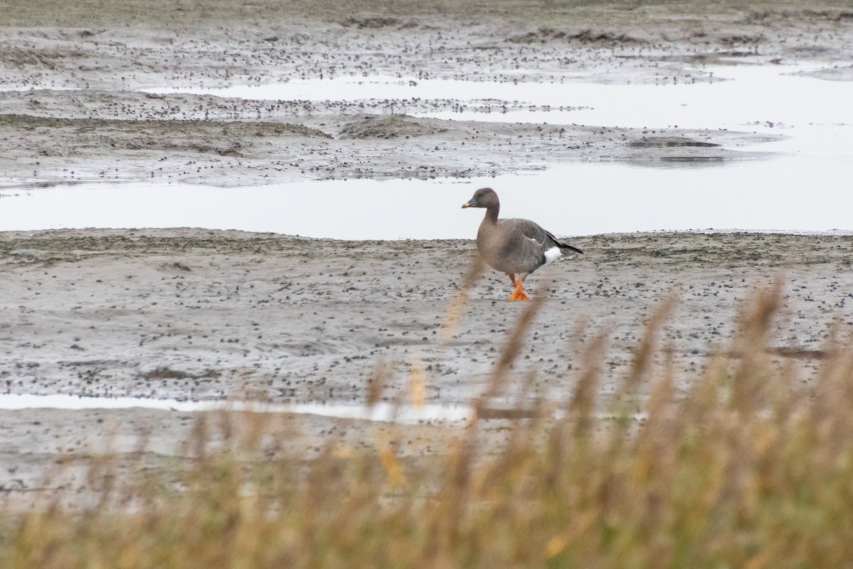 Oie des moissons - ML645375747