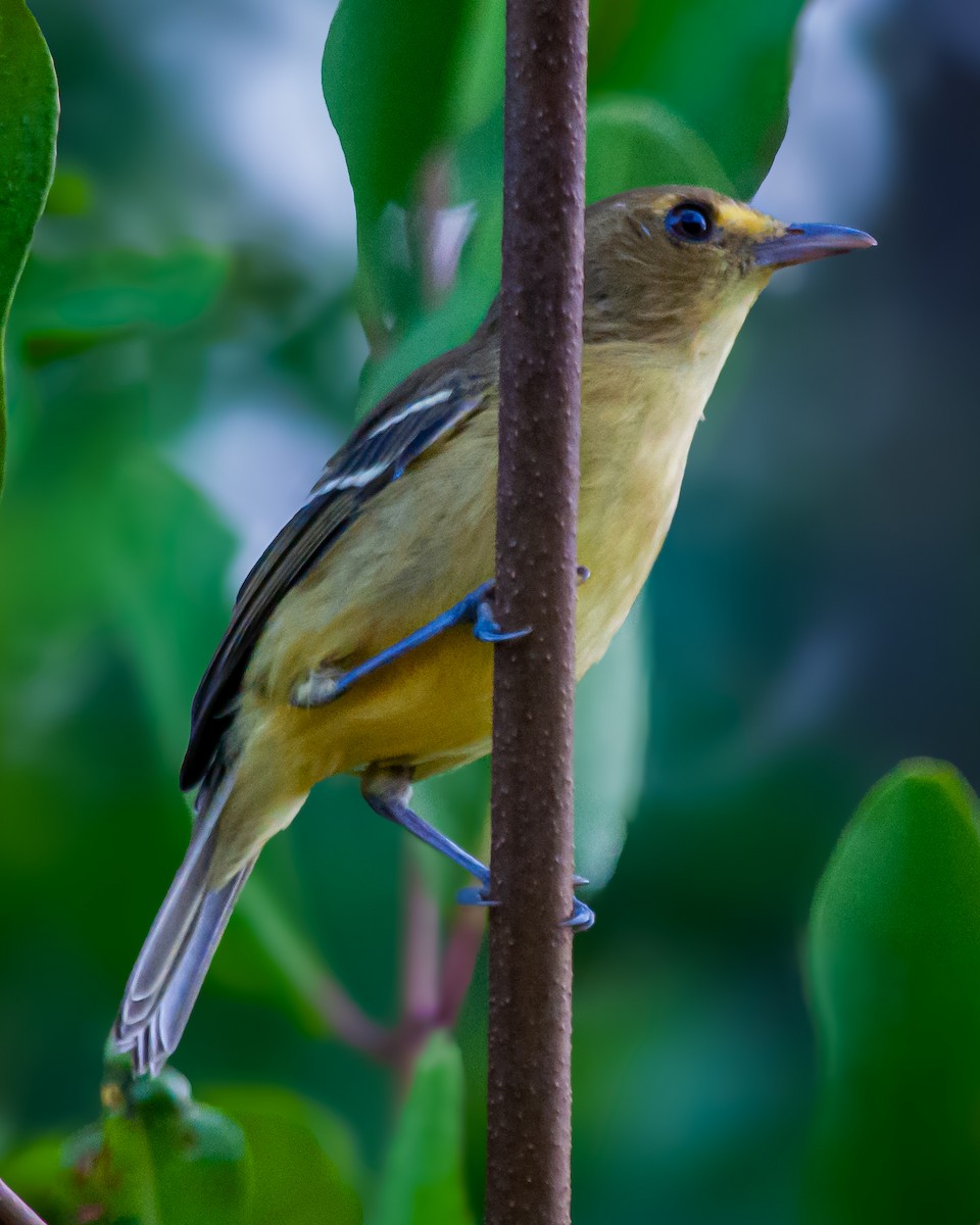 Viréo des mangroves - ML645375748