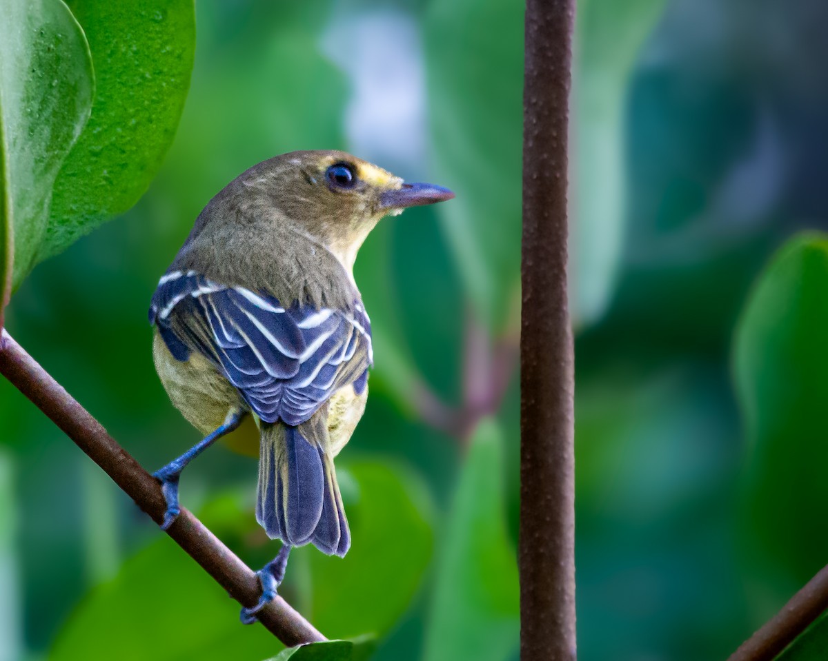 Viréo des mangroves - ML645375749
