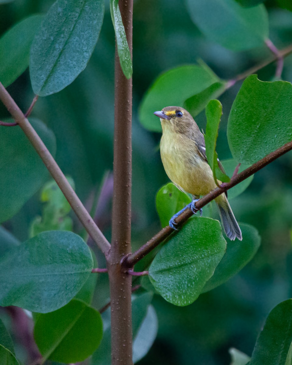 Viréo des mangroves - ML645375750