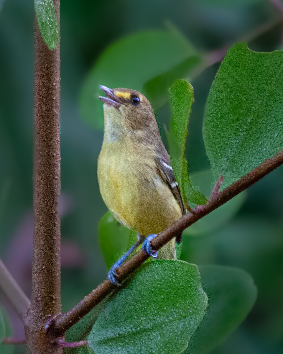 Viréo des mangroves - ML645375751