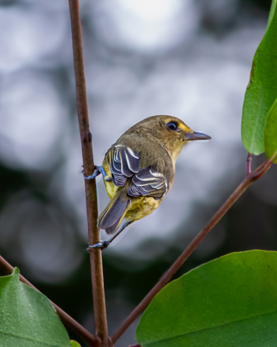 Viréo des mangroves - ML645375752