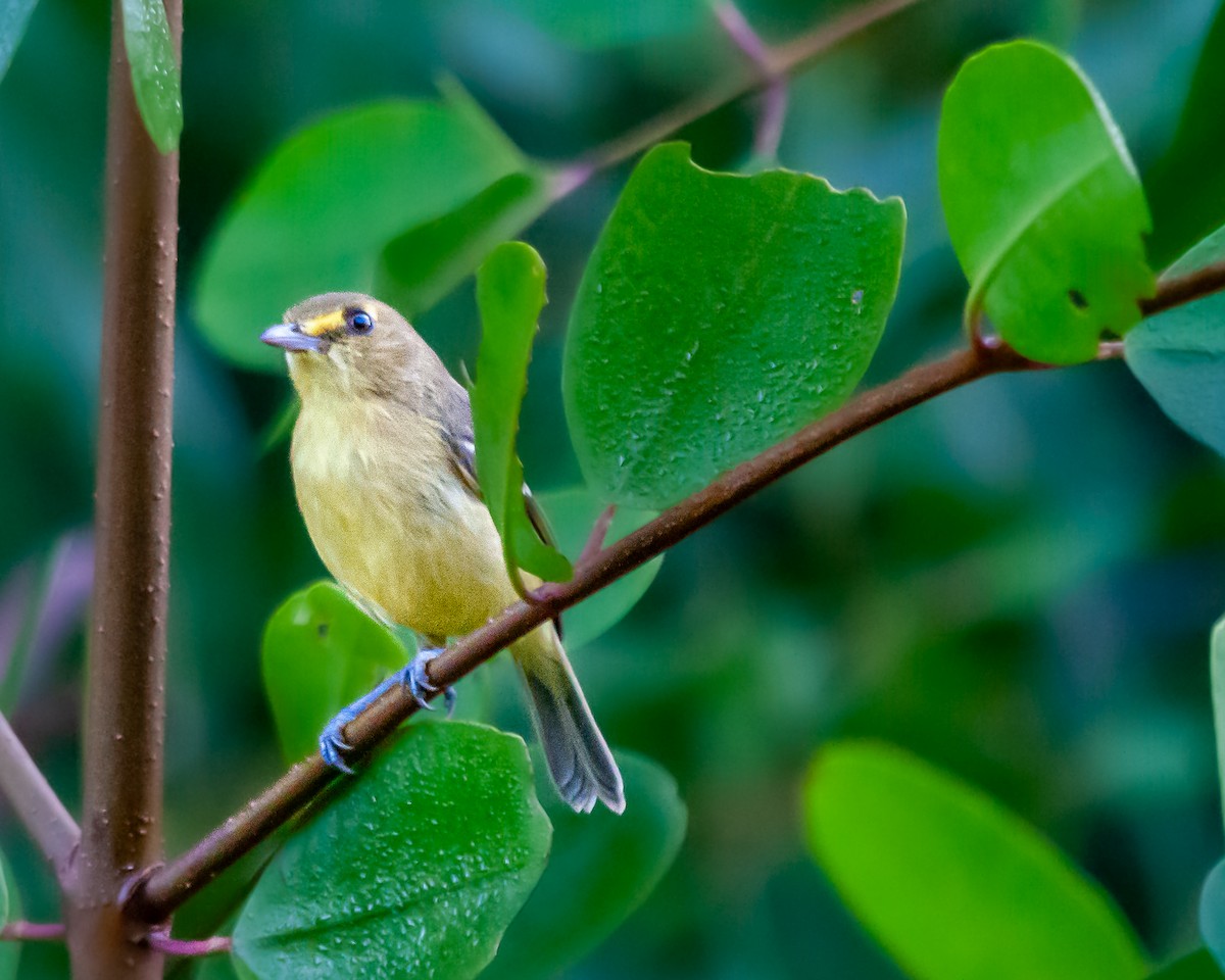 Viréo des mangroves - ML645375753