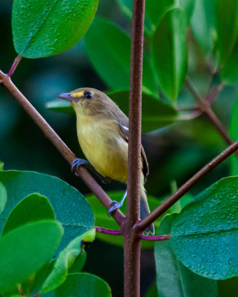 Viréo des mangroves - ML645375754