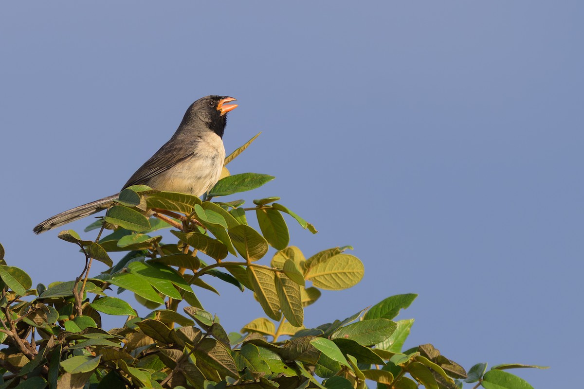 Saltator à gorge noire - ML645375755