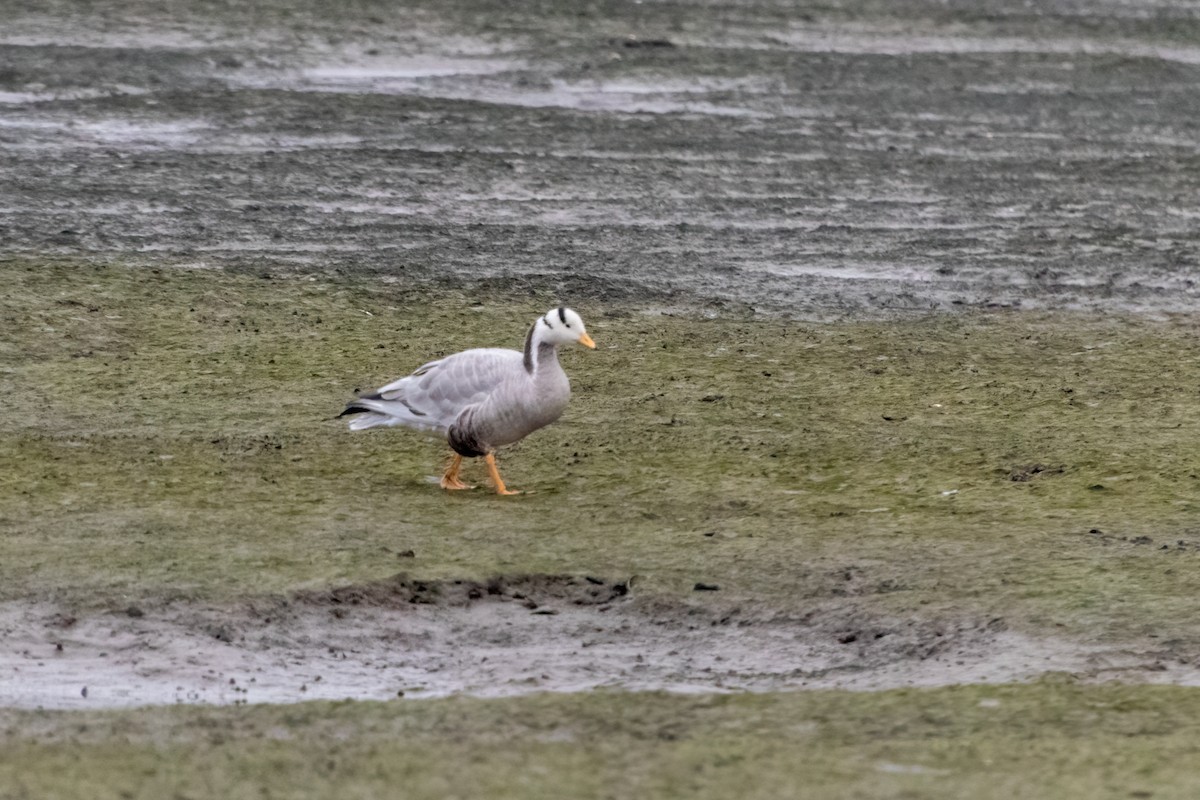 Oie à tête barrée - ML645375756