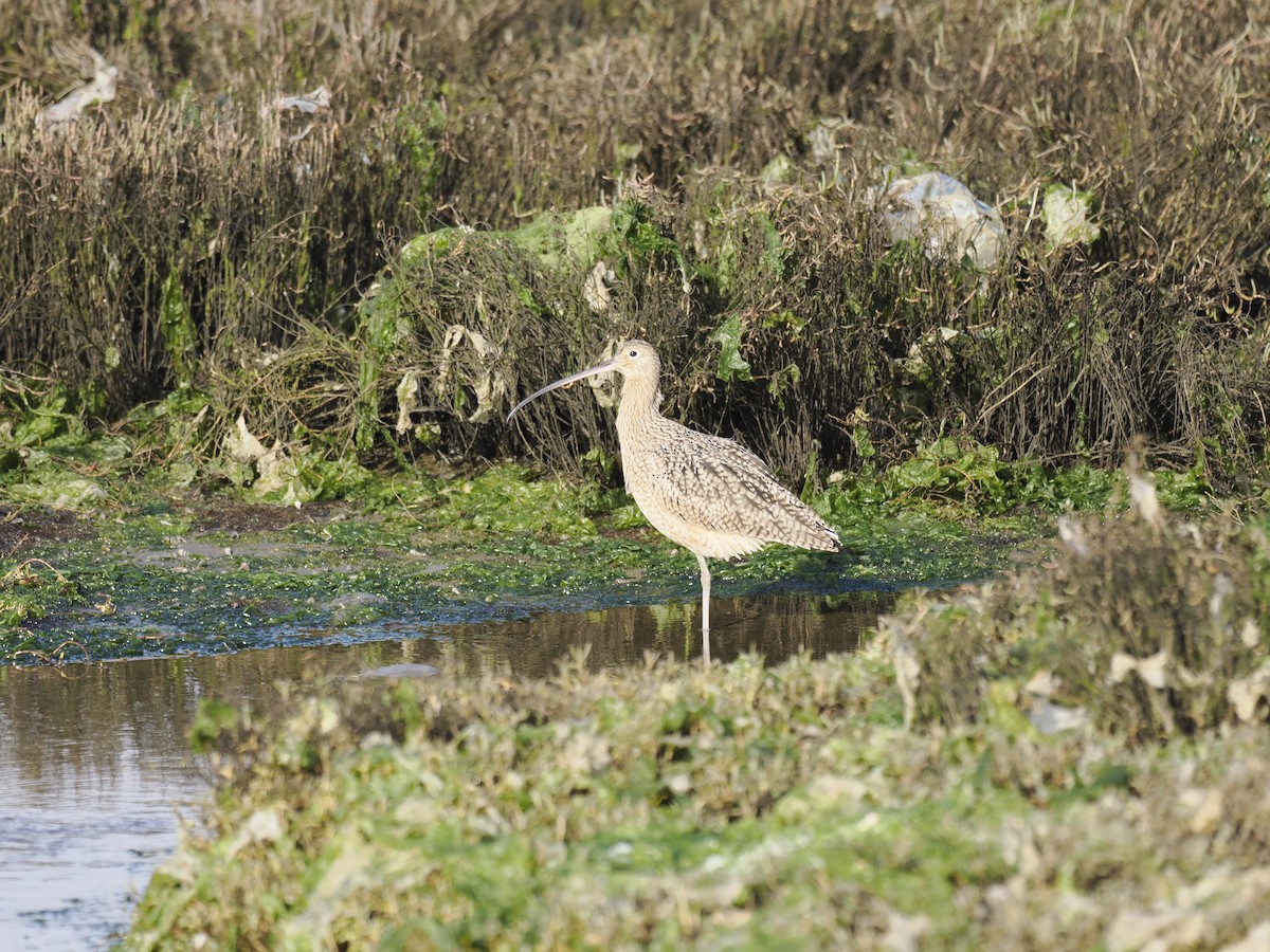 Courlis à long bec - ML645375757