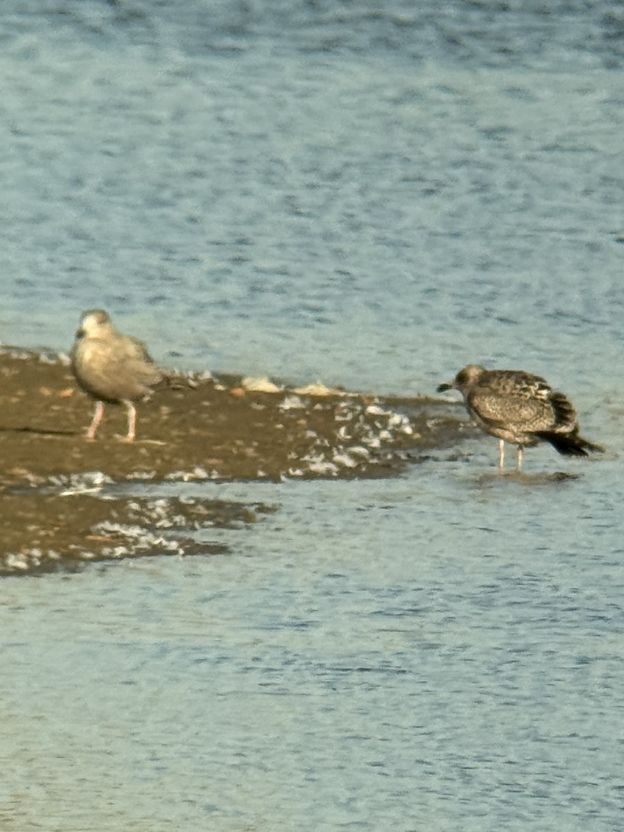 Goéland hudsonien - ML645375758