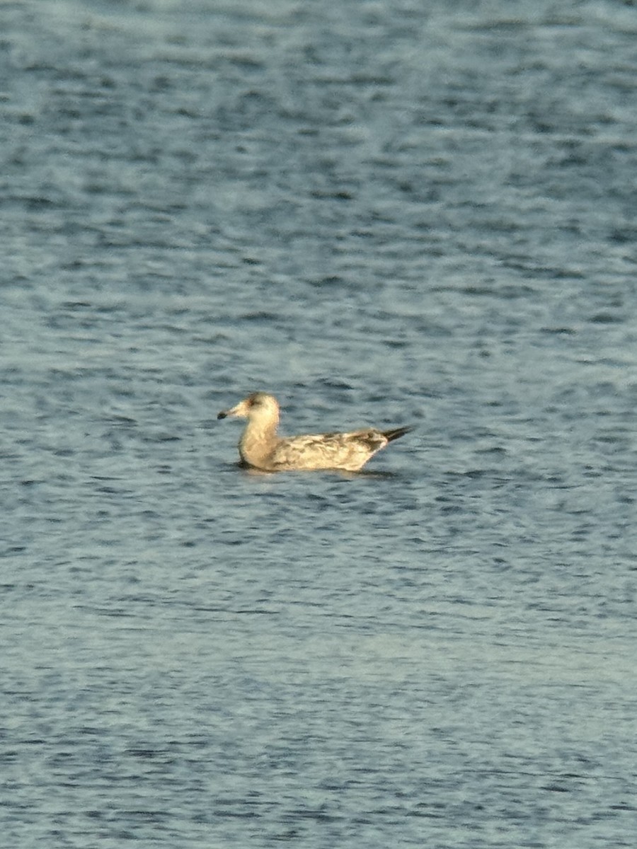 Goéland hudsonien - ML645375759
