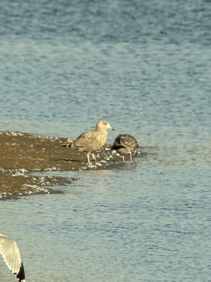 Goéland hudsonien - ML645375760