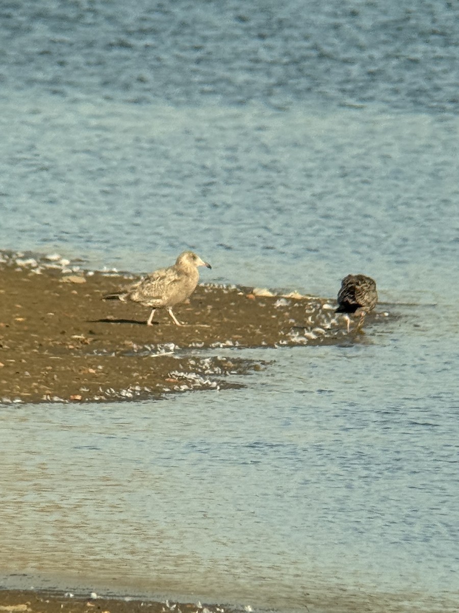 Goéland hudsonien - ML645375761