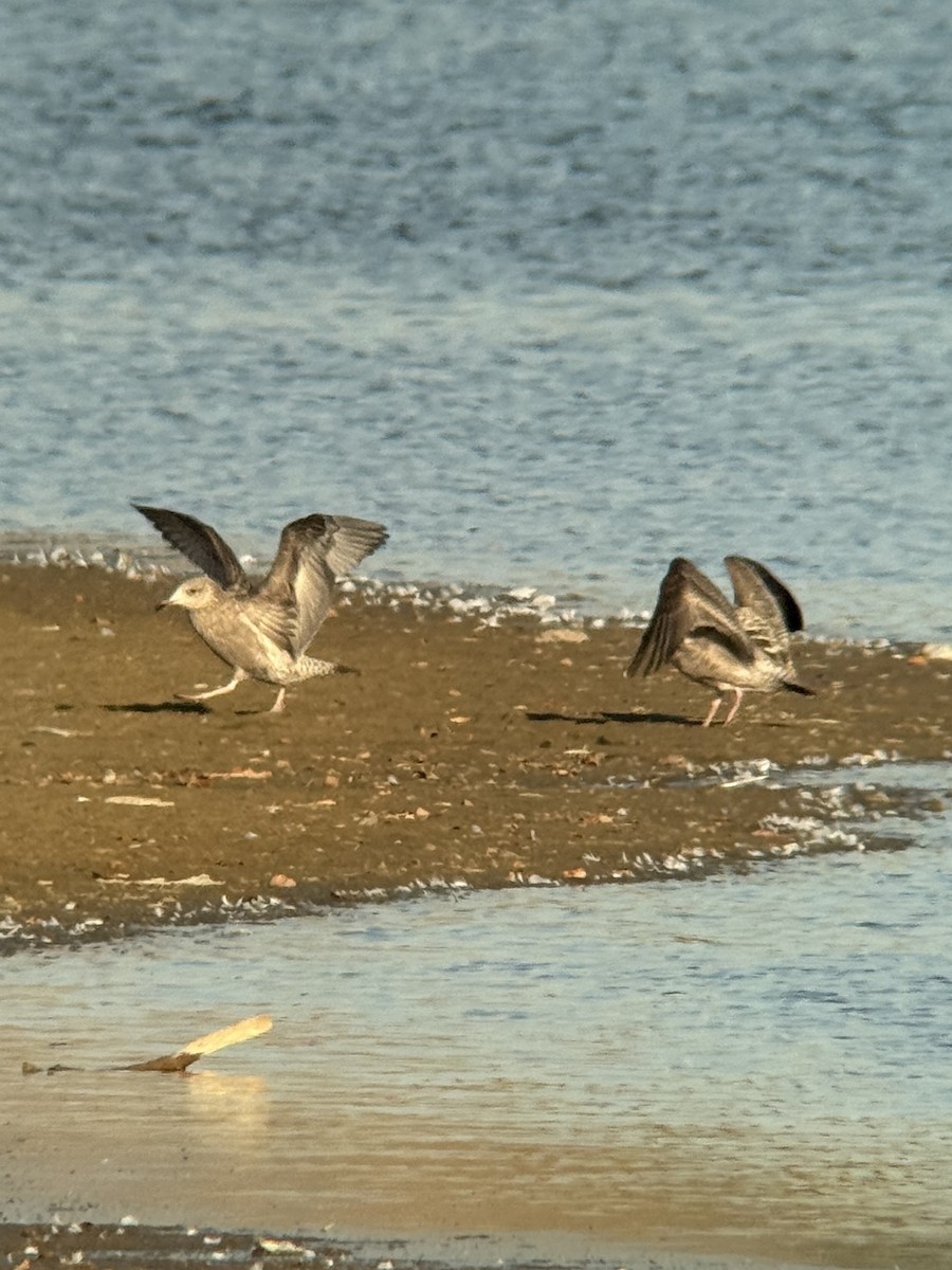 Goéland hudsonien - ML645375762