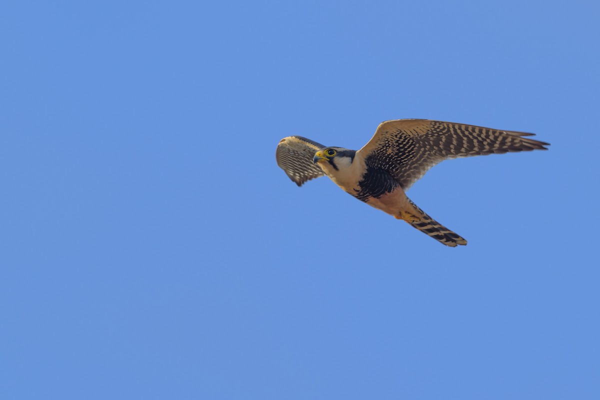 Faucon aplomado - ML645375763