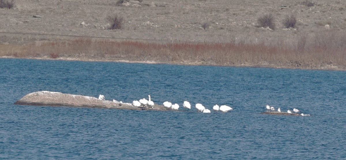 Cygne siffleur - ML645375765