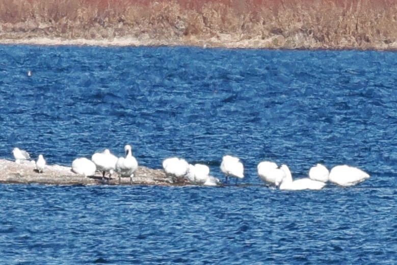 Cygne siffleur - ML645375766