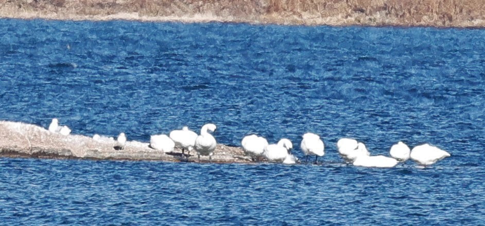 Cygne siffleur - ML645375767