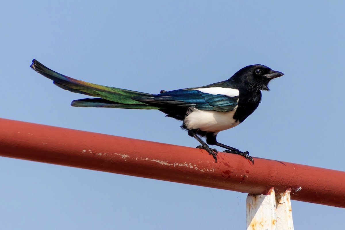 orientskjære - ML645375768