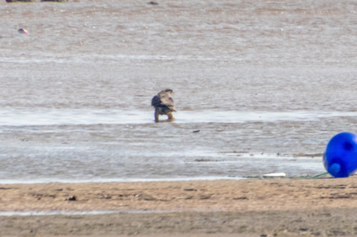 Azor Euroasiático - ML645375771