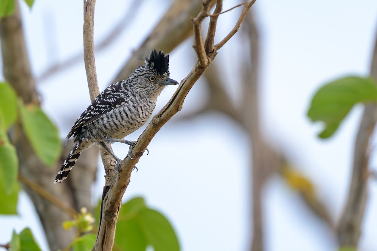 Batará Barrado - ML645375775