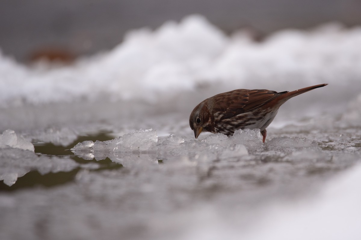 strnadec kaštanový - ML645375777