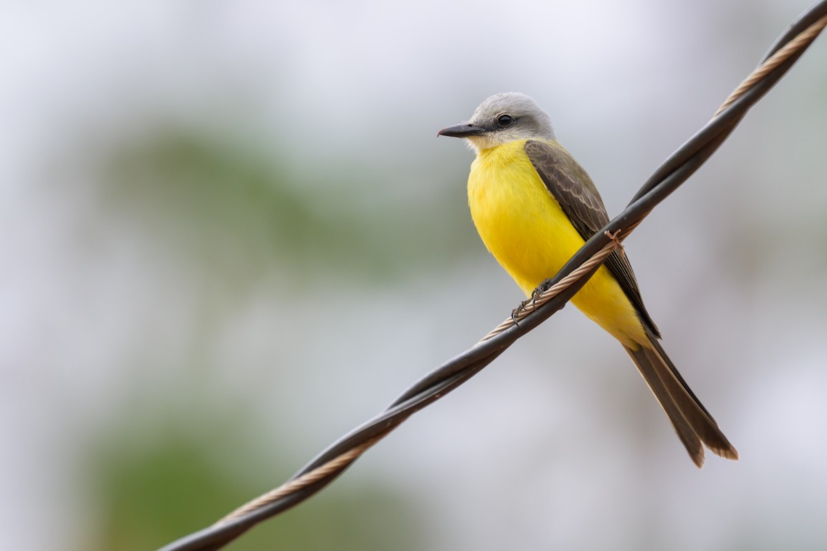White-throated Kingbird - ML645375778
