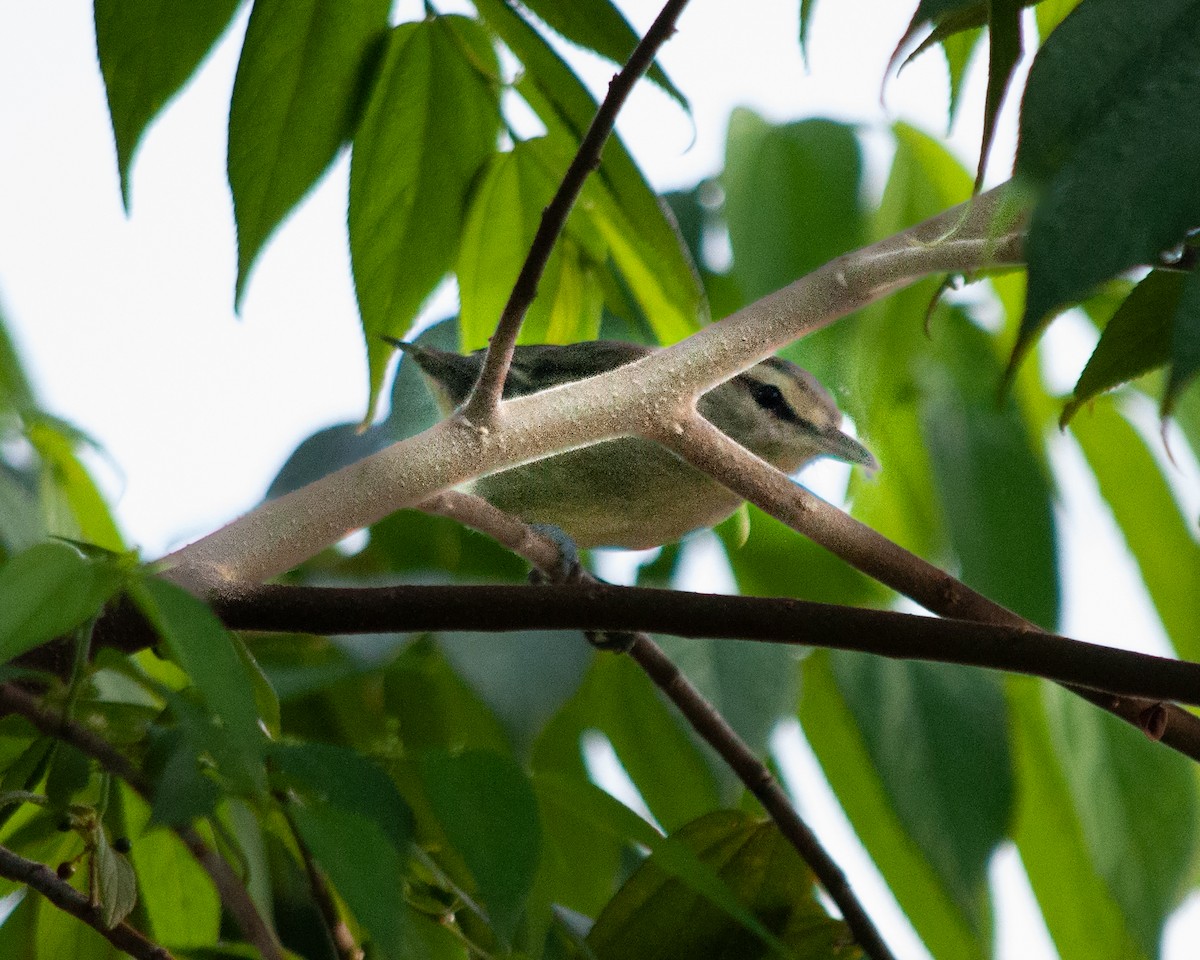 Yucatan Vireo - ML645375779