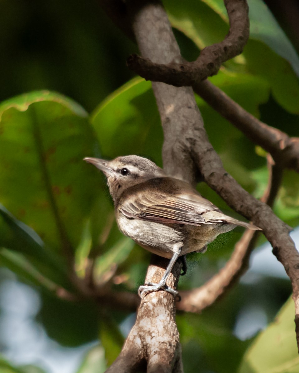 Yucatan Vireo - ML645375785
